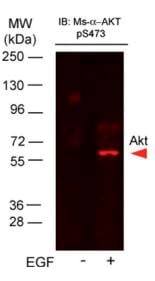 200-301-B19-AKTpS473-Antibody-2-WB-2x5.jpg